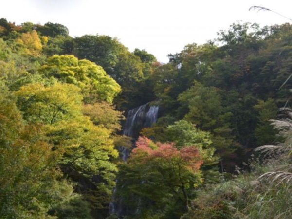 【10月23日】2020年紅葉情報について