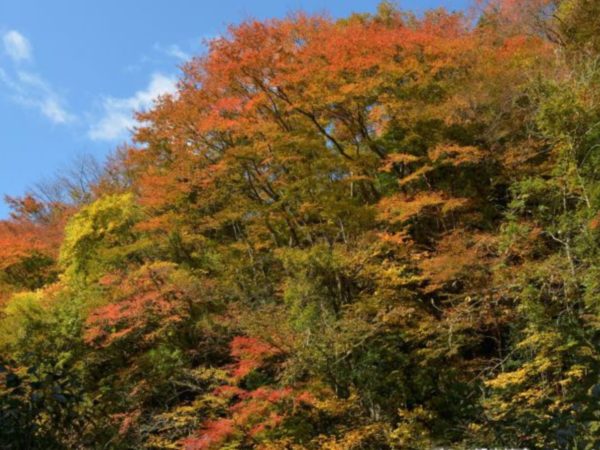 【11月3日】2020年紅葉情報について