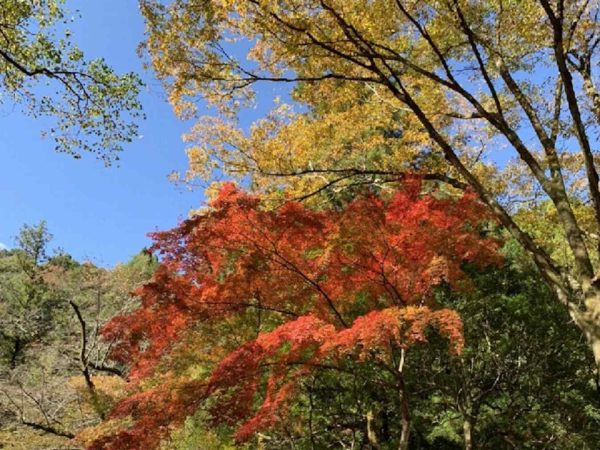 高千穂峡の紅葉情報について（１１月９日）