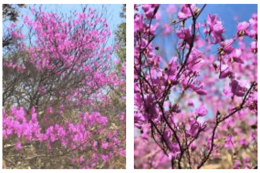 21年3月27日 アケボノツツジ開花情報について Gena By