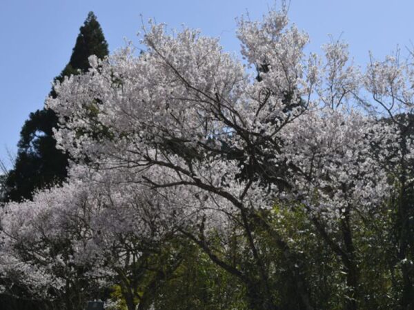 2021年3月17日　五ヶ瀬町内の桜咲き始めについて