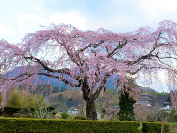 2021年3月22日　桜の花開きについて