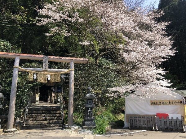 【高千穂町】桜スポット