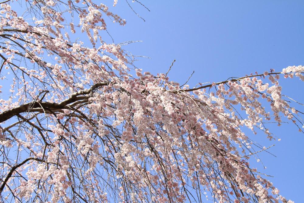 五ヶ瀬町病院 花だより Gena By