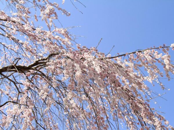 五ヶ瀬町病院　花だより