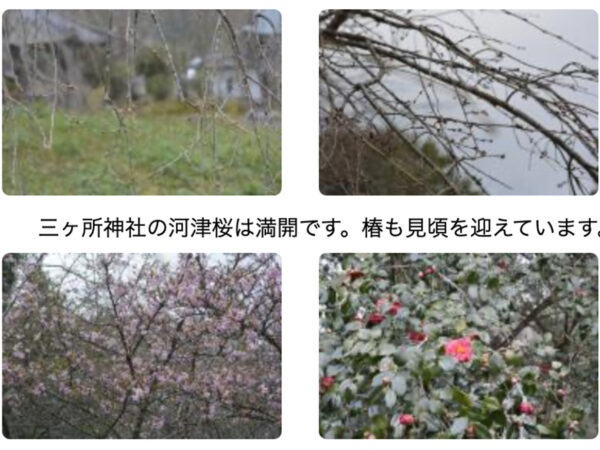 2021年3月14日　しだれ桜つぼみの様子について