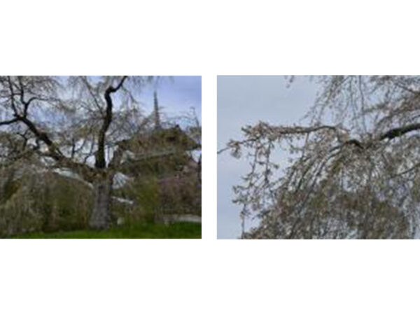 2021年4月1日　浄専寺の桜について